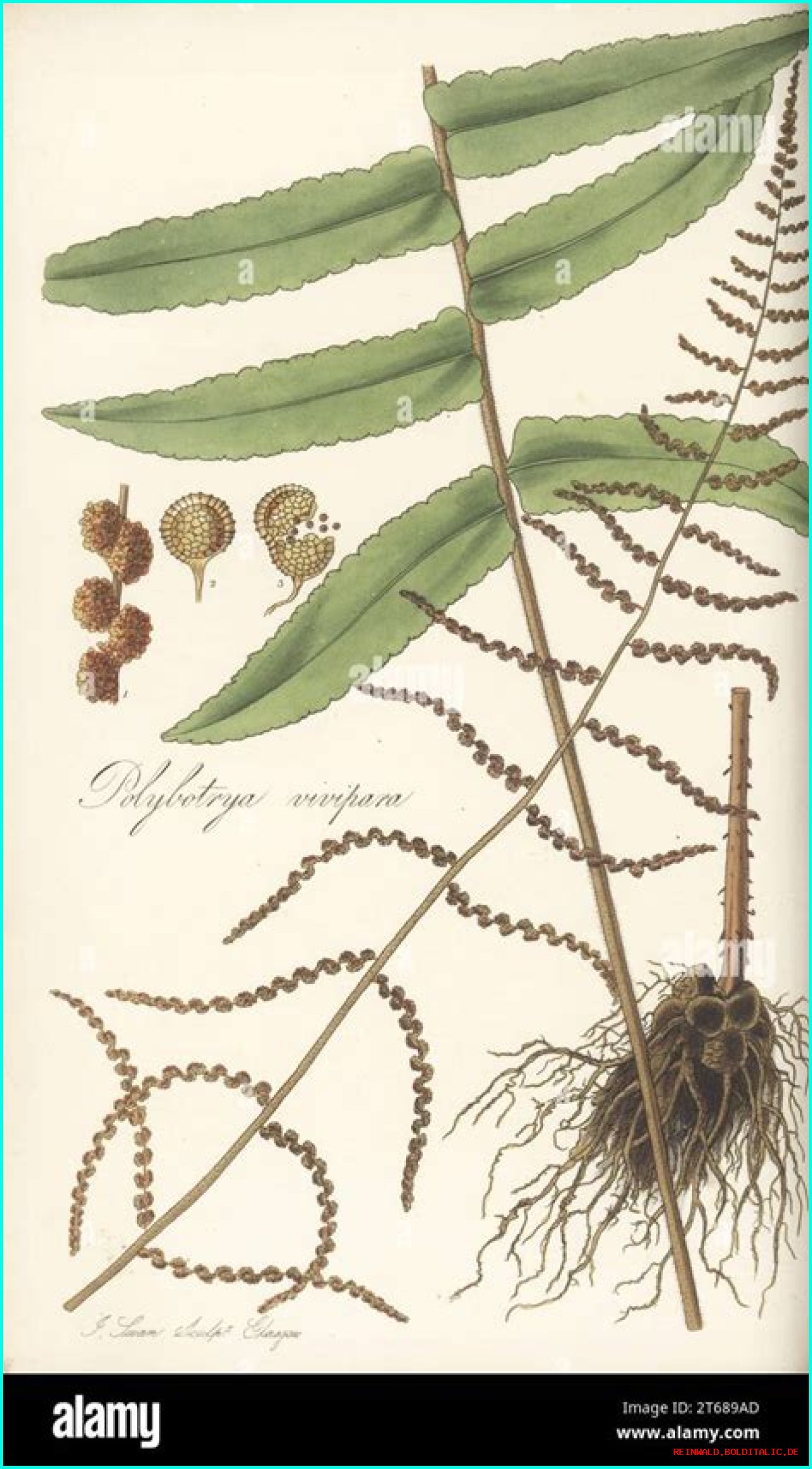 Learn About Jennie Salmon: The Renowned Scottish Botanist